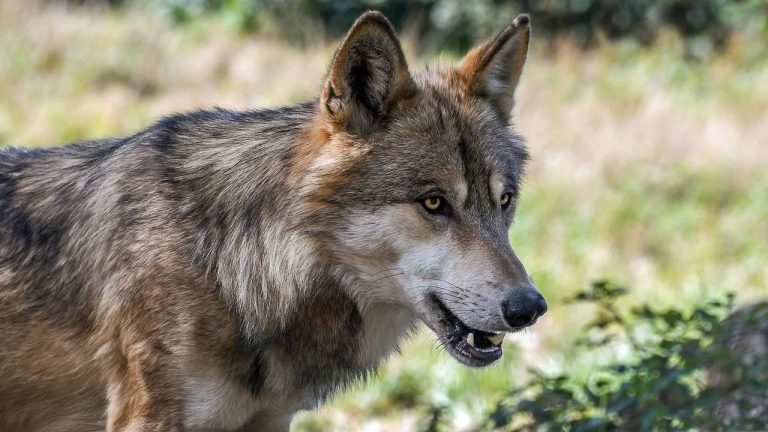 Wolf Attack : మరో సారి రెచ్చిపోయిన తోడేలు.. మంచంపై నిద్రిస్తున్న వృద్ధురాలి మెడ కొరికి పరార్
