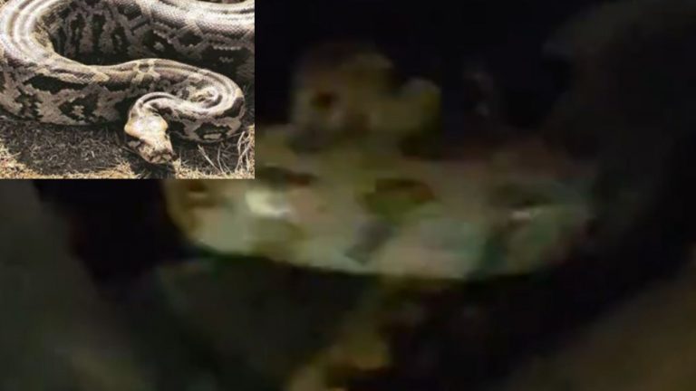 Python: వామ్మో.. ఏంటిసామి ఇది.. పాఠశాల సమీపంలో భారీ కొండచిలువ..