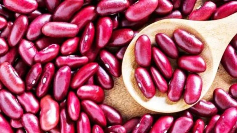 Rajma Seeds: పోషకాల గని రాజ్మా గింజలు.. తింటే ఎన్ని ఆరోగ్య ప్రయోజనాలో..