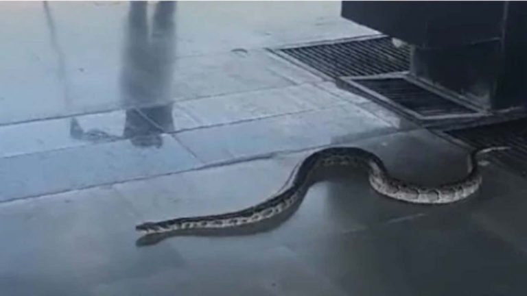 Rishikesh station: రైల్వేస్టేషన్ ఫ్లాట్‌ఫామ్‌పై పాము హల్‌చల్.. ప్రయాణికులు పరుగులు