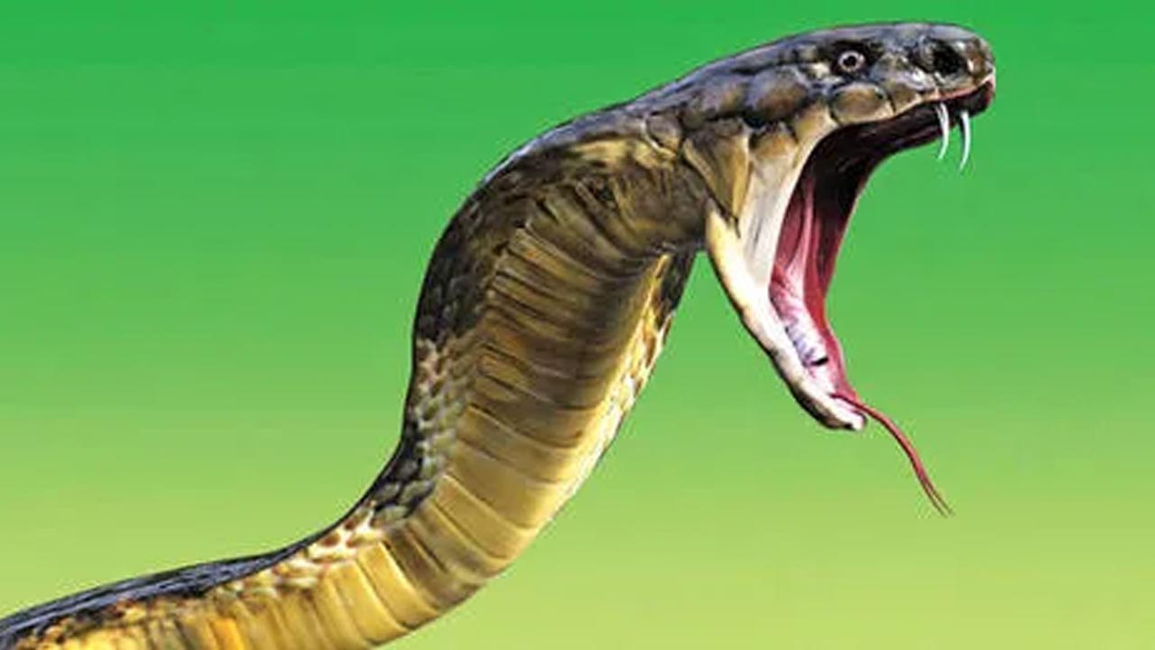 Snake bite: పాముకాటుతో యువకుడు మృతి.. అతని చితిపై పామును సజీవ దహనం