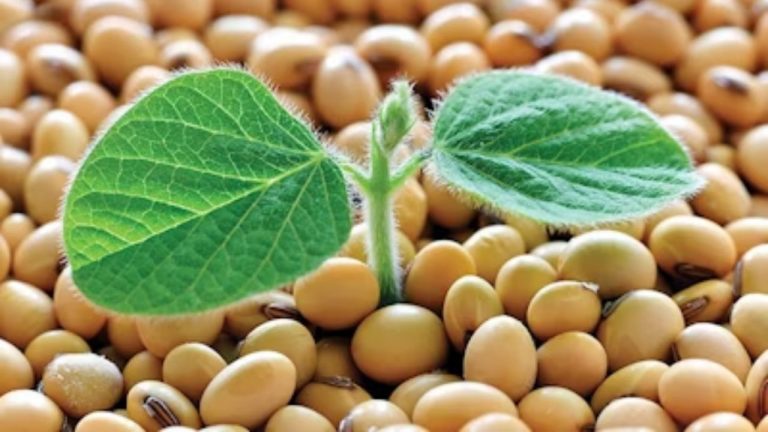 Soybeans: వామ్మో.. సోయాబీన్స్‭లో ఇంత మ్యాటర్ ఉందా..?