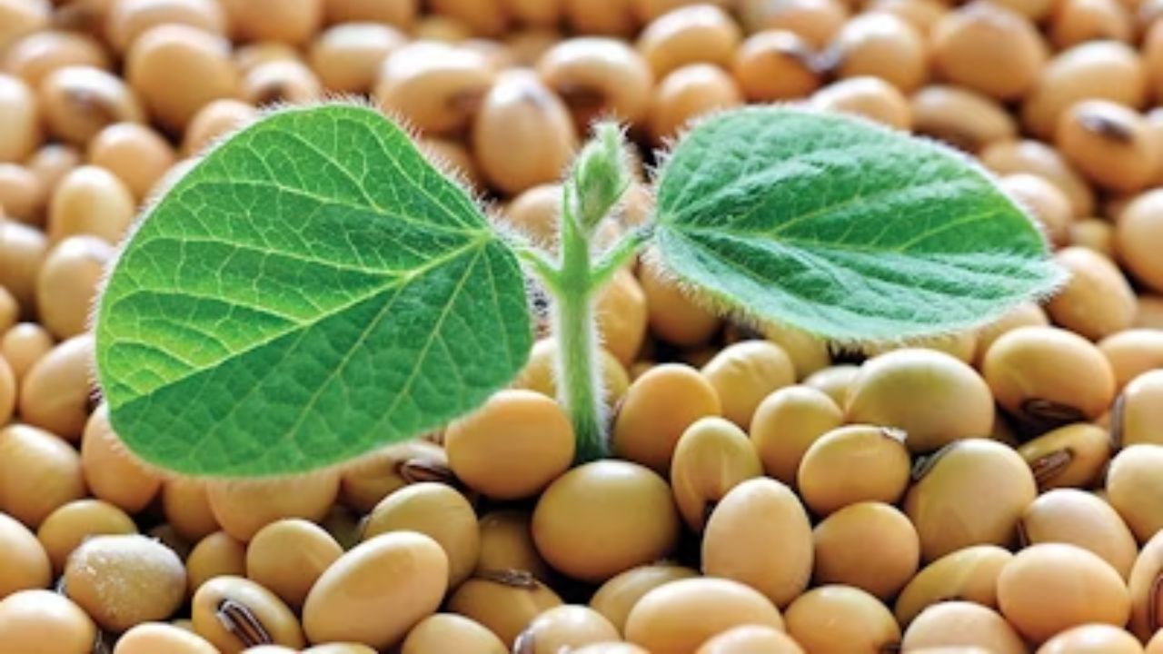 Soybeans: వామ్మో.. సోయాబీన్స్‭లో ఇంత మ్యాటర్ ఉందా..?