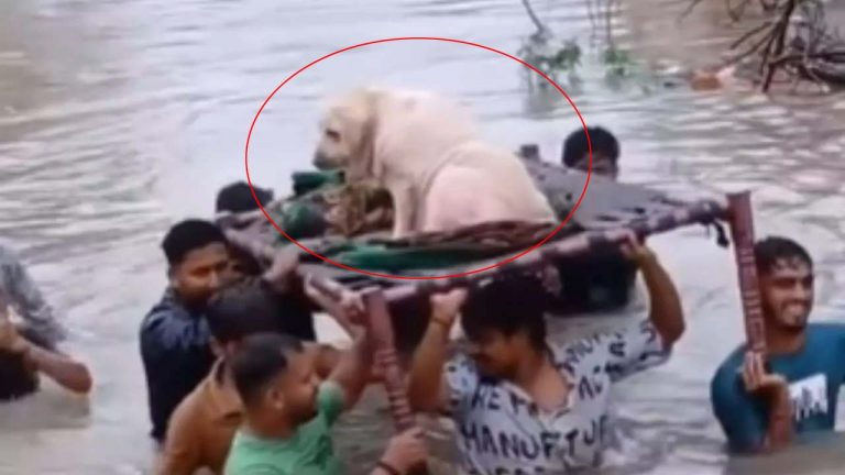 Vadodara floods: కుక్కను రక్షించిన స్థానికులు.. వీడియో వైరల్