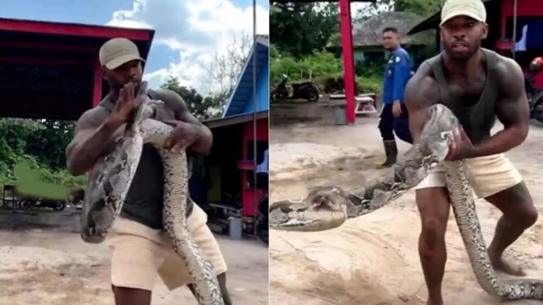 Viral video: పామును బంధిస్తుండగా హఠాత్తుగా ఎటాక్.. స్నేక్ క్యాచర్‌ ఏం చేశాడంటే..!