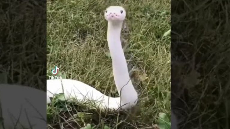 White Snake Viral Video: వైట్ స్నేక్‌ను ఎప్పుడైనా చూశారా?.. భలే ముద్దుగా ఉందే!