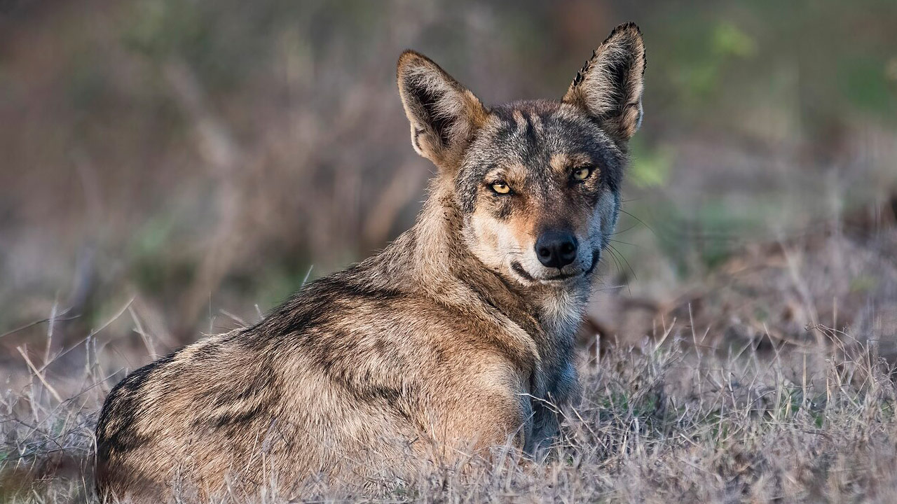 Killer Wolf: డ్రోన్ కెమెరాకు చిక్కిన 10 మందిని చంపిన కిల్లర్ తోడేలు..