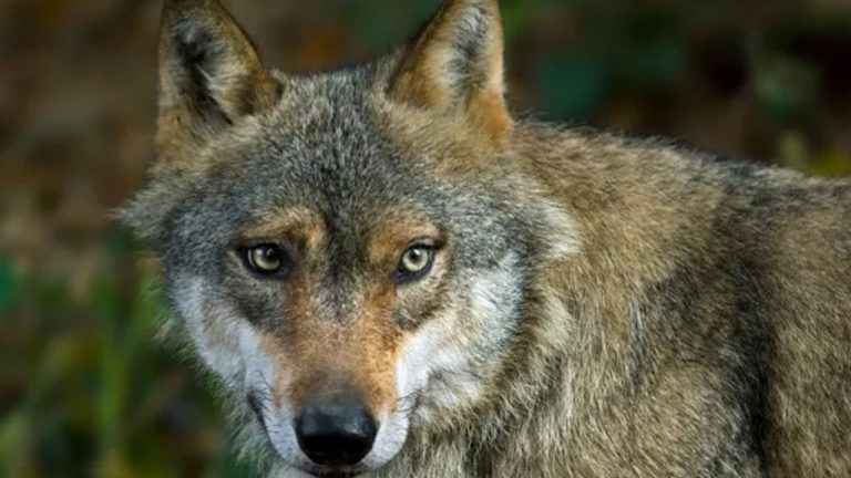 Wolf Attack: ఆగని తోడేళ్ల బెడద.. తల్లి పక్కన పడుకున్న చిన్నారిపై దాడి
