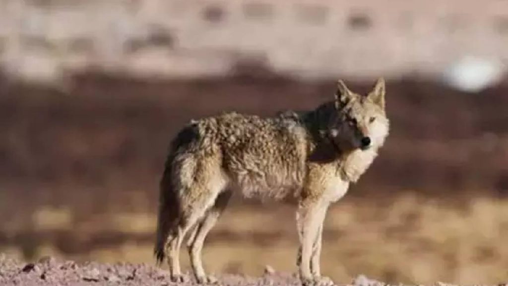 Wolf Attack In Uttar Pradesh