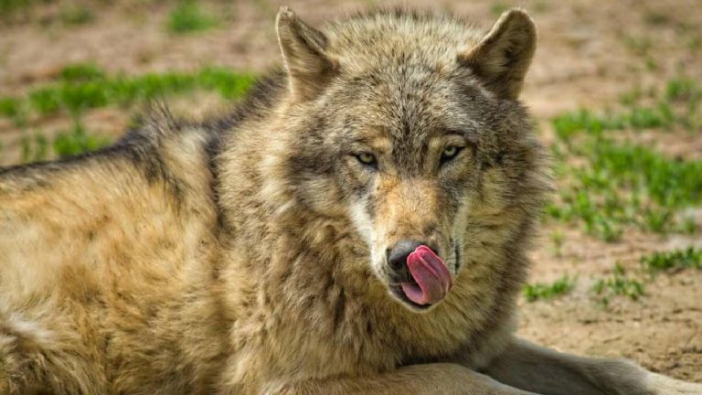 Wolf Attacks: నరమాంసానికి మరిగిన తోడేళ్లు.. 24 గంటల్లో ఇద్దరు పిల్లలపై దాడి..