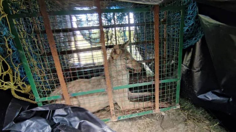 Wolf Attacks: పిల్లల మూత్రంతో తడిపిన బొమ్మలతో ఎర.. నరమాంస భక్షక తోడేళ్లను పట్టుకునేందుకు ప్లాన్..