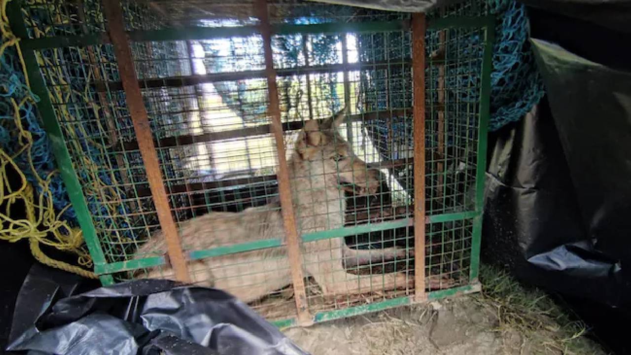 Wolf Attacks: పిల్లల మూత్రంతో తడిపిన బొమ్మలతో ఎర.. నరమాంస భక్షక తోడేళ్లను పట్టుకునేందుకు ప్లాన్..