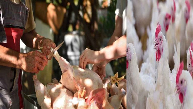 Chicken Price In AP: ఏపీలో చికెన్ ధరలపై ఫ్లడ్స్ ఎఫెక్ట్.. కిలో కోడికూర రూ. 270