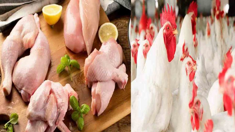 Chicken Price: మాంసం ప్రియులకు బ్యాడ్ న్యూస్.. భారీగా పెరిగిన చికెన్ ధరలు..!