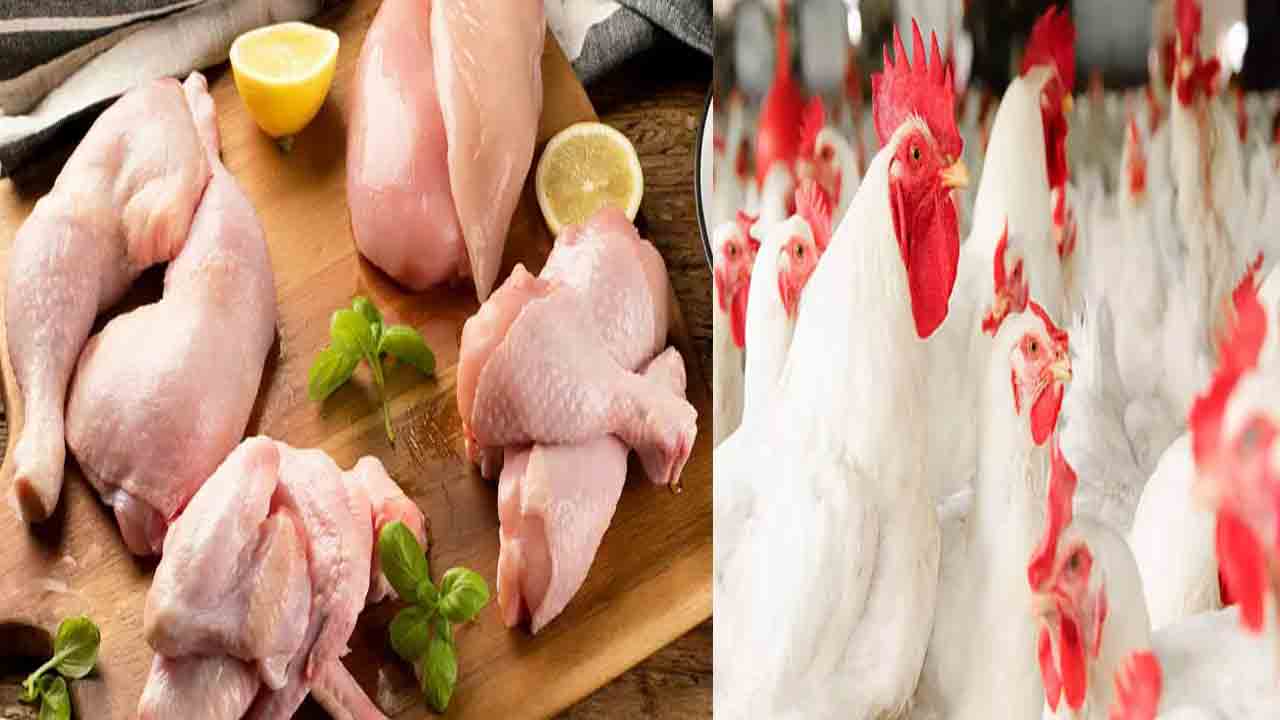 Chicken Price: మాంసం ప్రియులకు బ్యాడ్ న్యూస్.. భారీగా పెరిగిన చికెన్ ధరలు..!