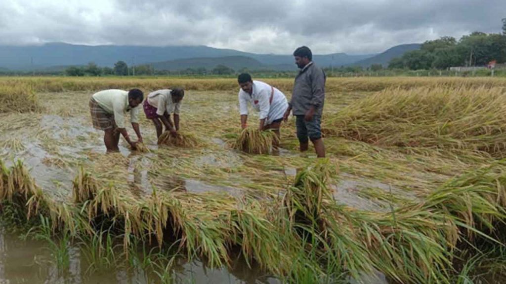 Crop Damage