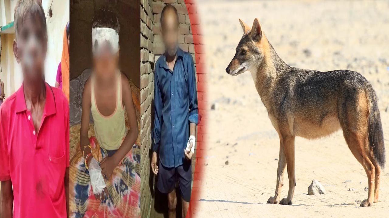 Uttar Pradesh: గ్రామస్థులపై నక్క దాడి.. 10 ఏళ్ల బాలుడు సహా ముగ్గురికి గాయాలు