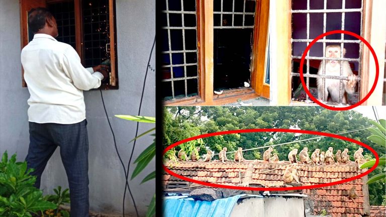 Karimnagar: అసలే కోతులు.. కంగారు పెట్టి చివరకు నవ్వించిన ఘటన..