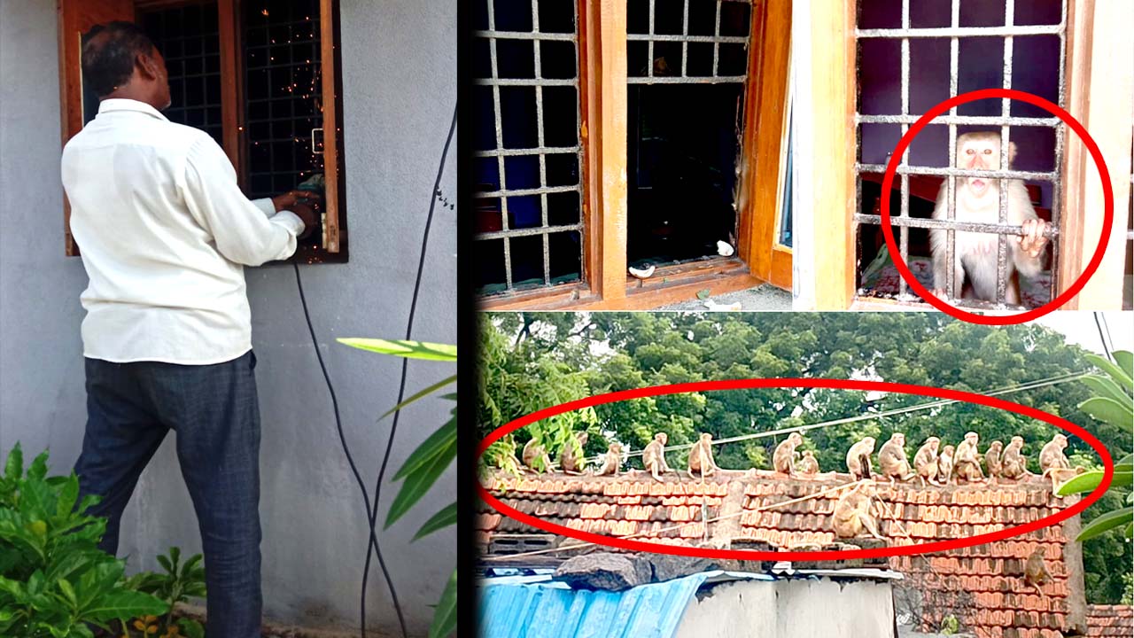 Karimnagar: అసలే కోతులు.. కంగారు పెట్టి చివరకు నవ్వించిన ఘటన..