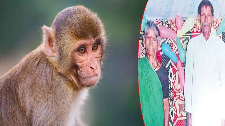 East Godavari: వృద్ధ దంపతుల ప్రాణం తీసిన కోతి