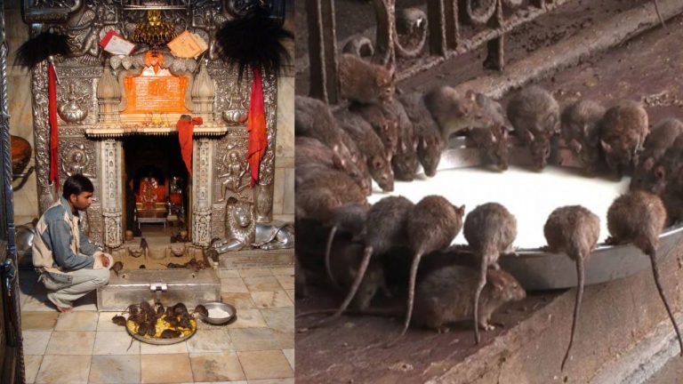 Karni Mata Temple: ఆలయంలో 20 వేల ఎలుకలు.. అన్ని ఎందుకున్నయ్యంటే..?