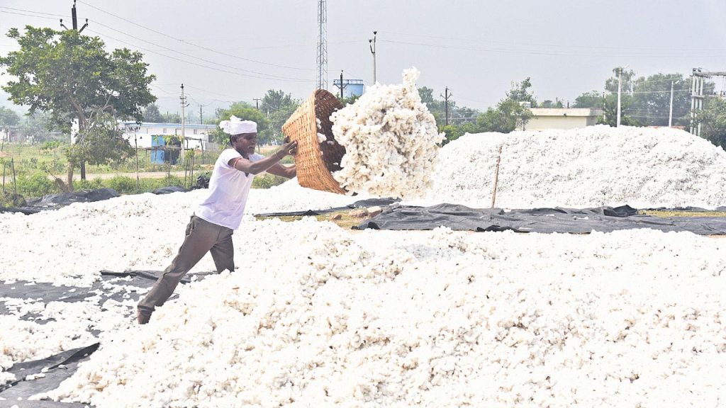 Adilabad Patti Rate