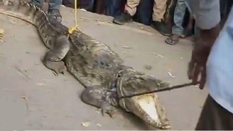 Crocodile: కాన్పూర్‌లో మొసలి హల్‌చల్.. భయాందోళనకు గురైన ప్రజలు