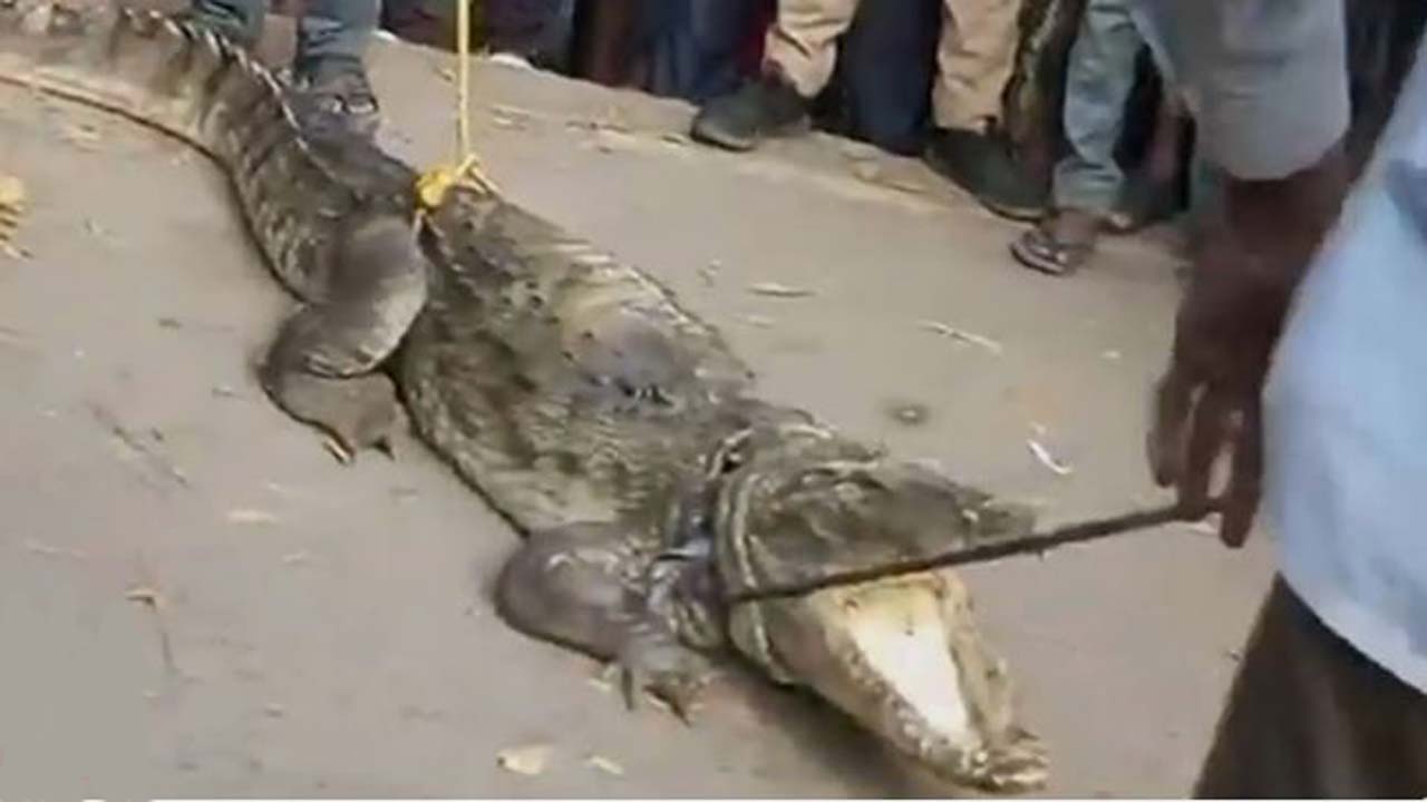 Crocodile: కాన్పూర్‌లో మొసలి హల్‌చల్.. భయాందోళనకు గురైన ప్రజలు