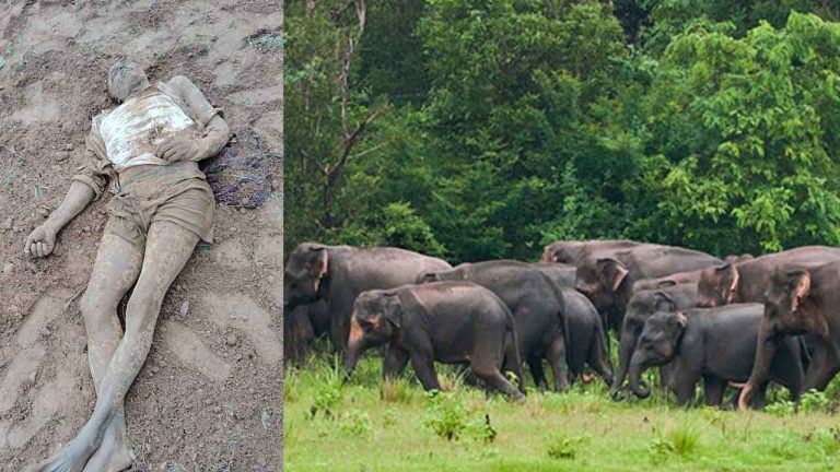 Elephants: పుంగనూరులో ఏనుగుల గుంపు.. రైతును తొక్కి చంపేశాయి..