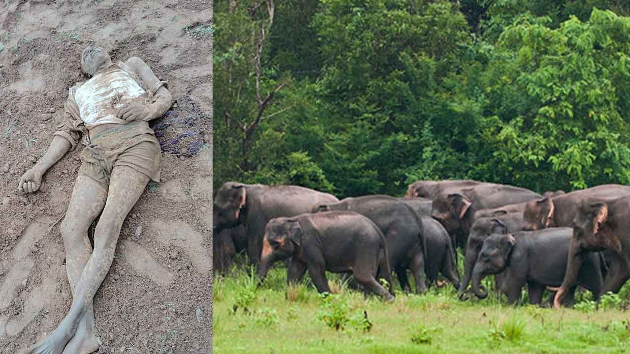 Elephants: పుంగనూరులో ఏనుగుల గుంపు.. రైతును తొక్కి చంపేశాయి..