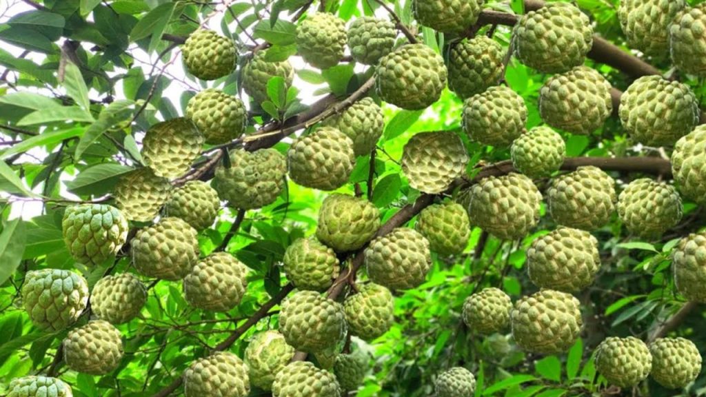 Health Benefits Of Custard Apple