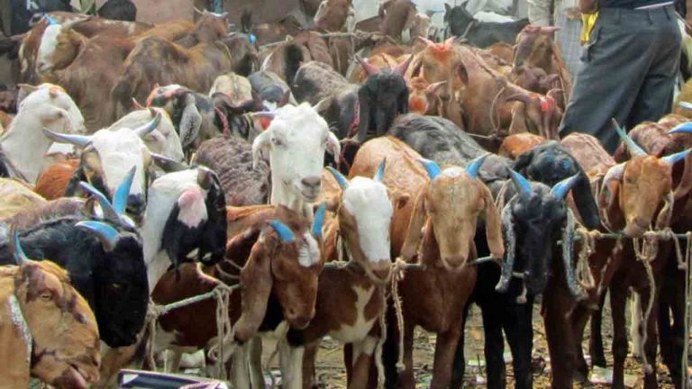 Jangaon: పండగ ఎఫెక్ట్.. దసరా ముందు 30 మేకలను ఎత్తుకెళ్లిన దొంగలు..