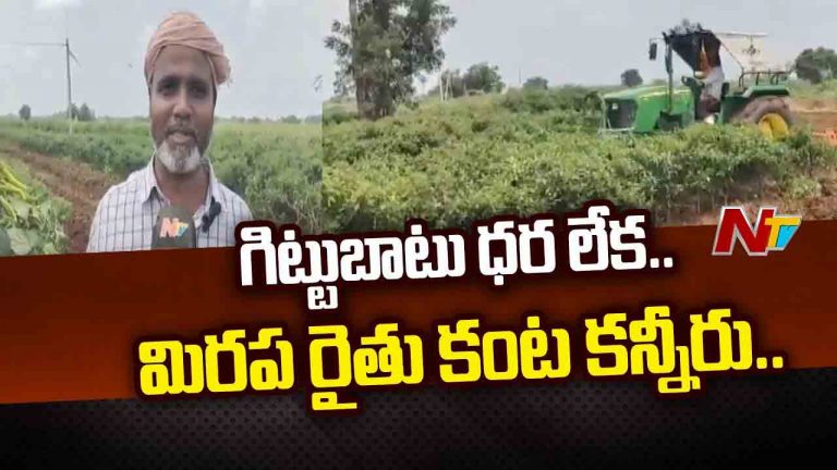 Kurnool: మిరప రైతు కంట కన్నీరు.. గిట్టుబాటు ధర లేక పంట తొలగింపు