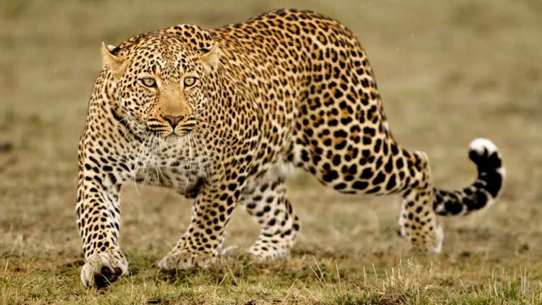 Maharashtra: పూణెలో దారుణం.. మహిళను చంపిన చిరుత