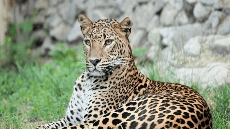 Leopard Dead: అనుమానాస్పదంగా రెండు చిరుతపులులు మృతి!