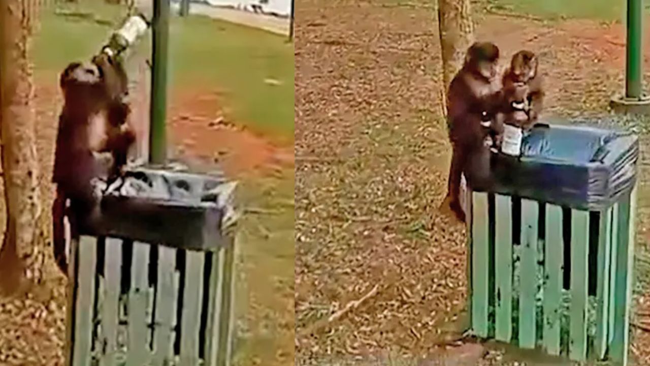 Monkey Viral Video: ‘మామ ఏక్ పెగ్ లా’ అంటూ.. బీరేసిన కోతి!