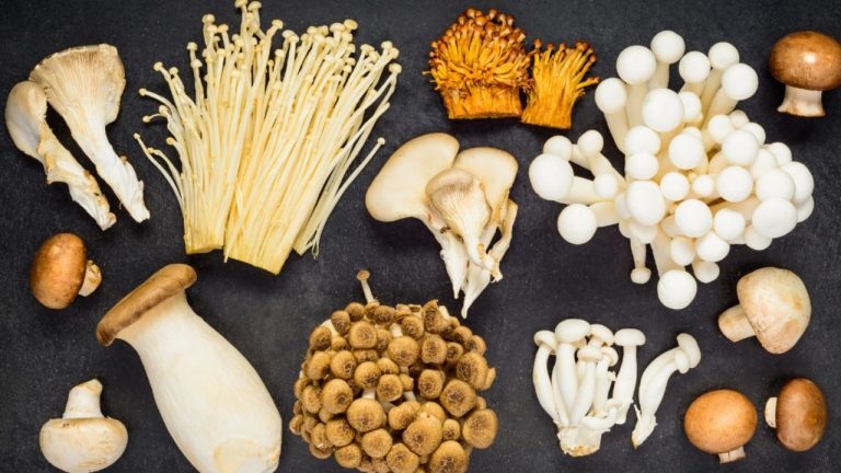 Mushrooms: పుట్టగొడుగులు ఆరోగ్యానికి మంచివేనా? మరి ఏ రకమైన వాటిని తినడం మంచిది?