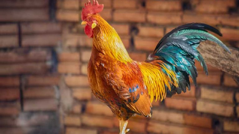 Chicken Coop : కోడి పొద్దున్నే ఎందుకు కూస్తుంది..ఎప్పుడైనా ఆలోచించారా ?