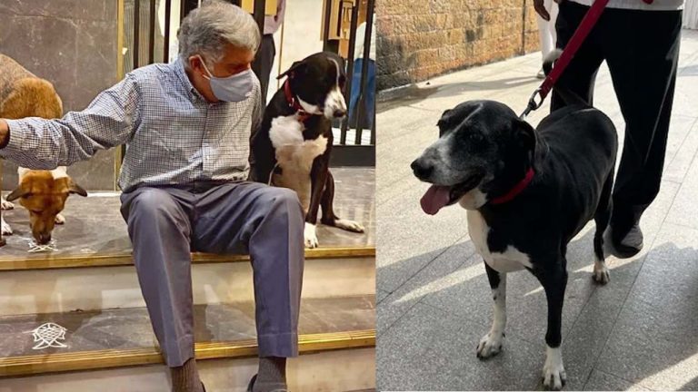 Ratan Tata Dog: రతన్ టాటా భౌతికకాయం దగ్గర దీనంగా కూర్చున్న కుక్క