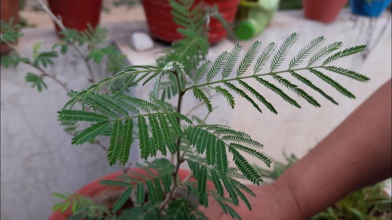 Shami Plant In Home: తులసి మొక్కతోపాటు జమ్మి మొక్కను ఇంట్లో నాటితే ఎన్ని ప్రయోజనాలేంటంటే