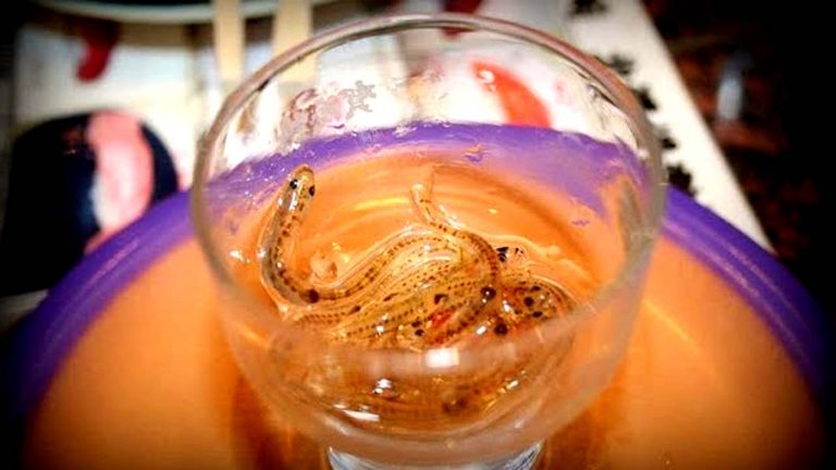 Silver Fish Drink: ఈ డ్రింక్‌ ధర 5 వేల రూపాయలా? అంతగా ఏముంది అందులో..