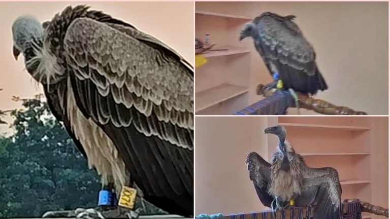 Surveillance Vulture: సరిహద్దులో “నిఘా రాబందు”.. కాళ్లకు జీపీఎస్, మైక్రో కెమెరా..