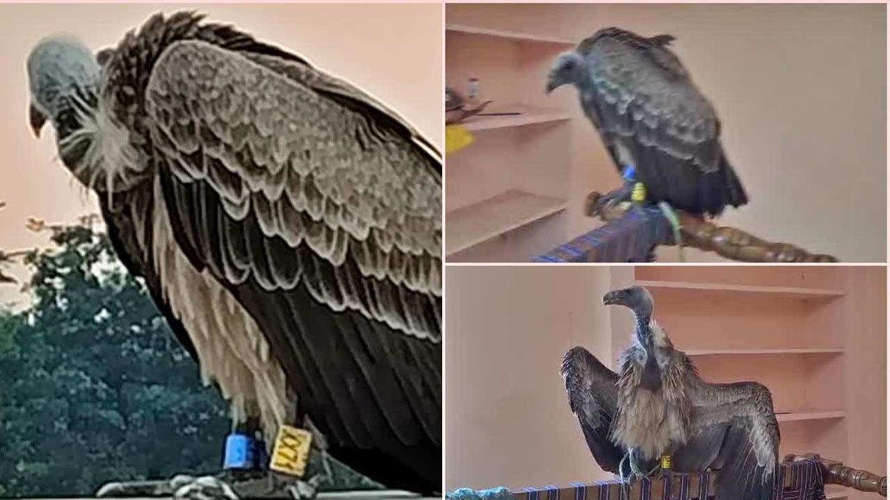 Surveillance Vulture: సరిహద్దులో “నిఘా రాబందు”.. కాళ్లకు జీపీఎస్, మైక్రో కెమెరా..