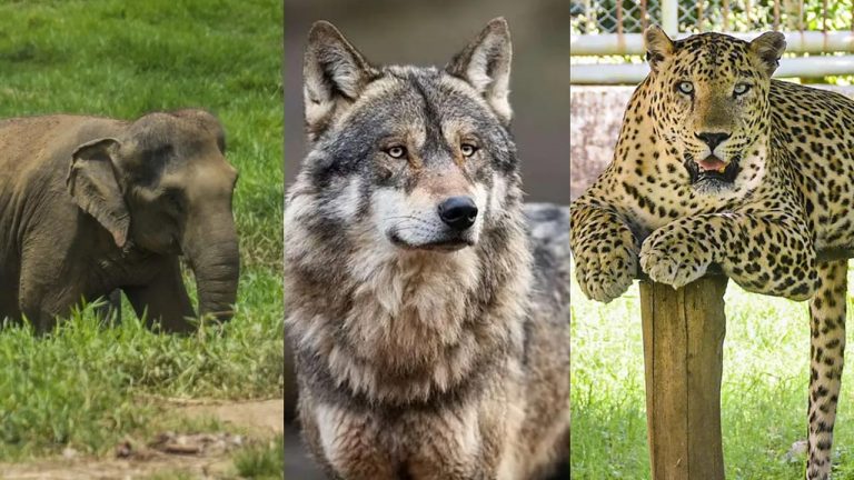 UP: తోడేళ్ల తర్వాత ఏనుగులు, చిరుతపులుల బీభత్సం.. 20 రోజుల్లో ముగ్గురు మృతి