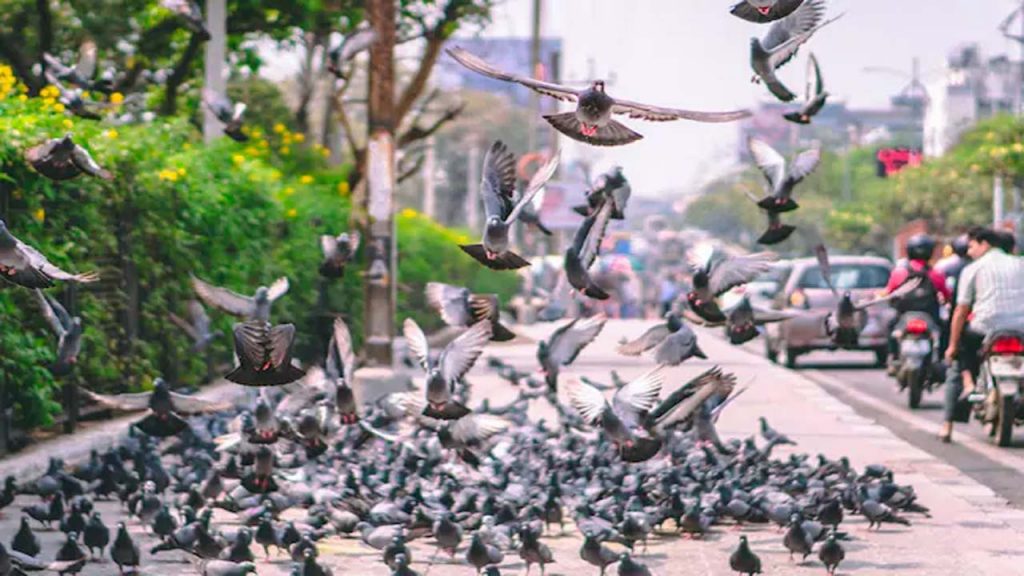 Banpigeonfeeding