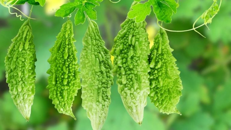 Bitter Gourd: ఈ విషయం తెలిస్తే కాకరకాయను అసలు వదలరుగా..