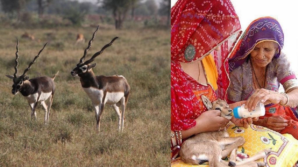 Blackbucks , Bishnoi Community