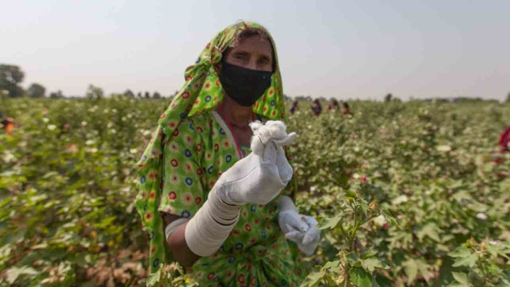 Cotton Farmers