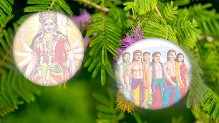 Dussera 2024: దశమికి జ‌మ్మి చెట్టుకి ఉన్న సంబంధం ఏమిటి..?