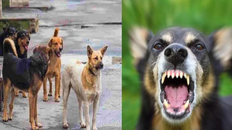 Hyderabad: హైదరాబాద్‌లో వీధి కుక్కల బీభత్సం.. చిన్నారులపై దాడి